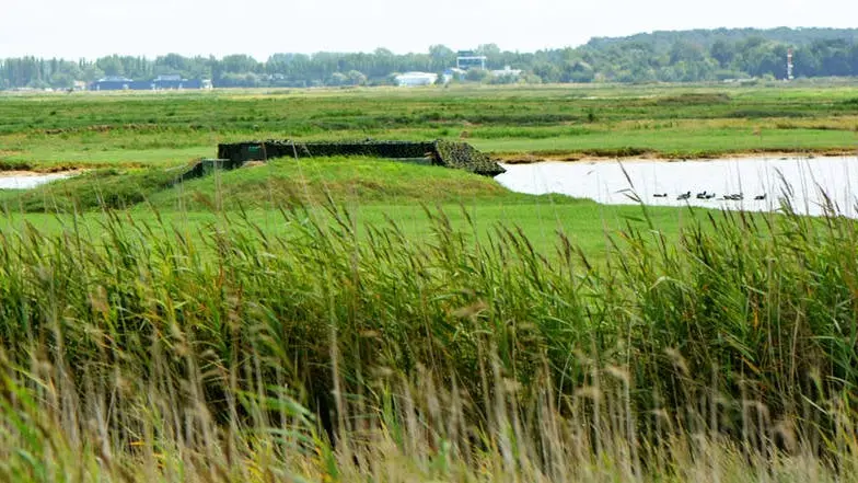 Gibier d’eau : l’ouverture de la saison 2025/2026 va avoir lieu dans quelques heures dans les terres!