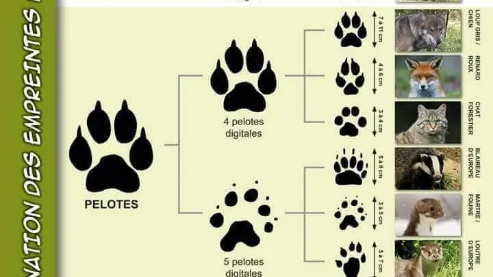 Empreintes d’animaux, un aide mémoire pour faire la différence