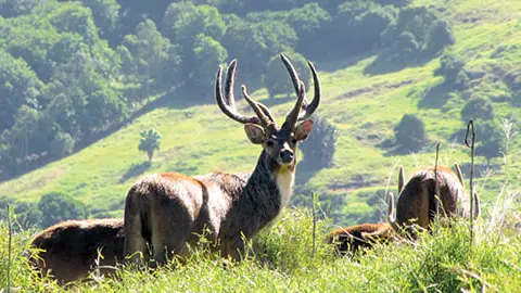 Des braconniers ouvrent le feu sur des gardes de chasse