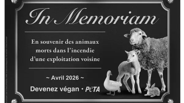 PETA réclame un mémorial pour les animaux d’élevage morts dans un incendie