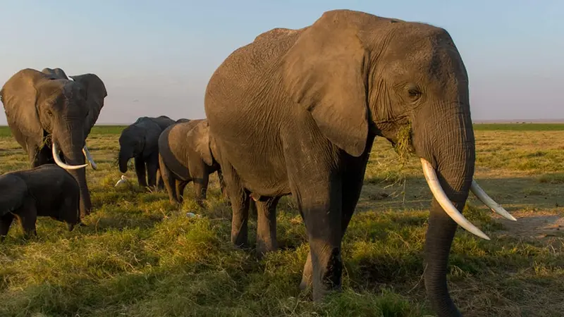Les États-Unis (ré)autorise l'importation de trophées d'éléphant