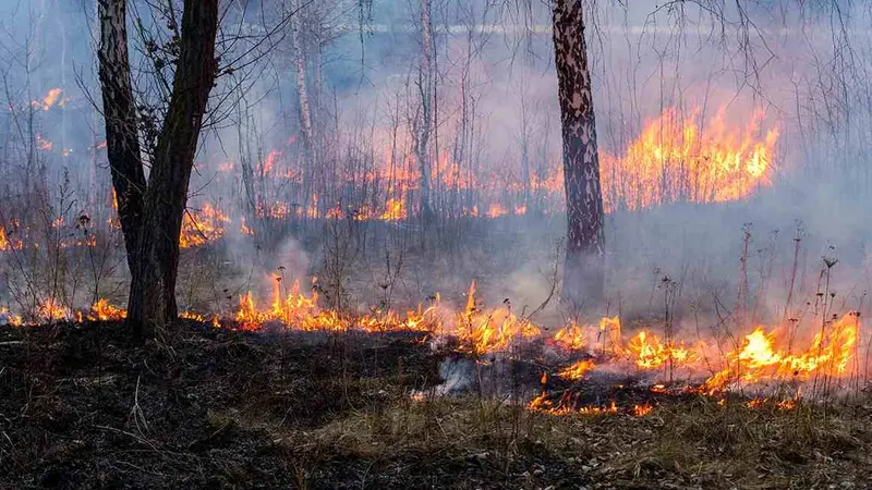 incendie-degats-gibier-faune-compressed