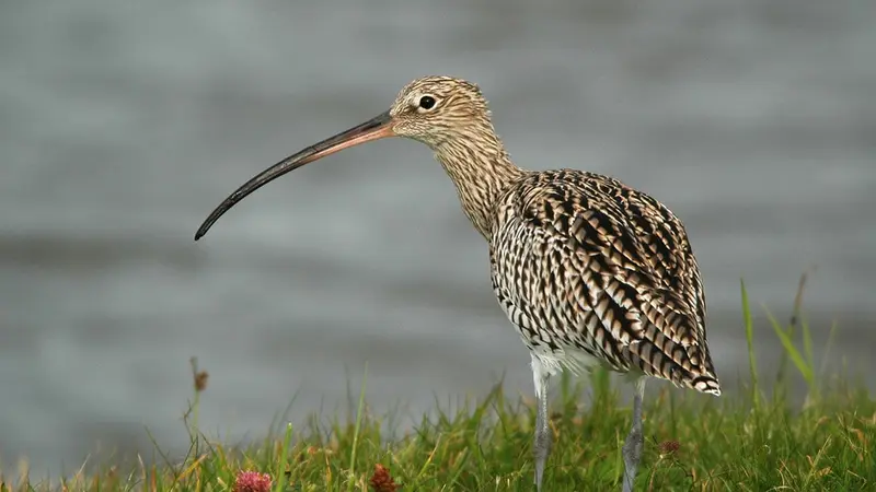 ? Flash info : pas de chasse au courlis cendré cette saison