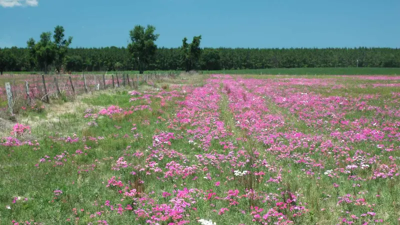 22 mai, journée mondiale de la biodiversité