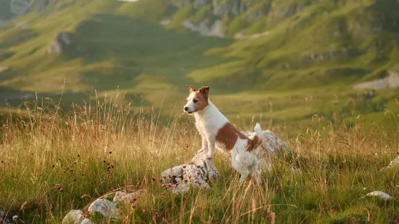 Un chien de chasse vient de rester plus de 2 mois près du corps de son maître disparu