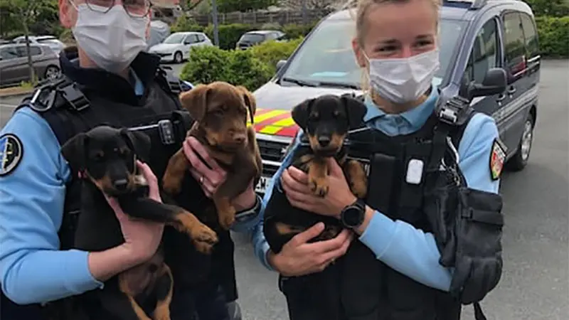 Les gendarmes retrouvent 3 chiots Jagdterriers 3 semaines après leur vol