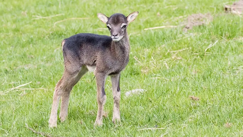 Suisse : un jeune mouflon retrouvé agonisant sous le préau d’une école primaire