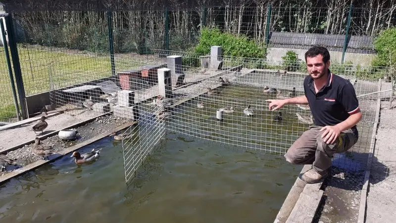 Un sauvaginier devant le tribunal pour « tapage nocturne » de ses canards