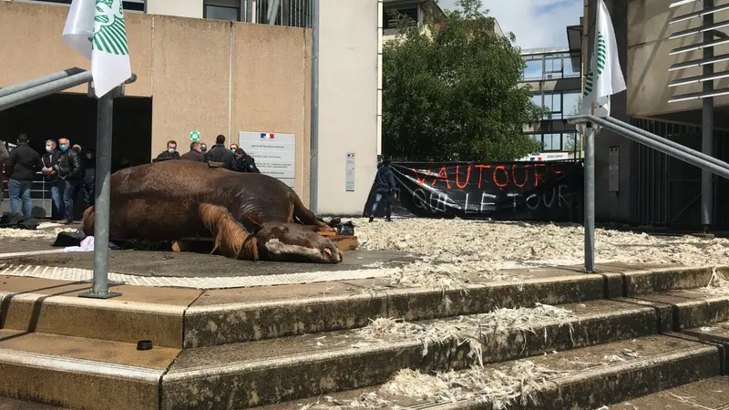 Attaque de vautours sur une jument