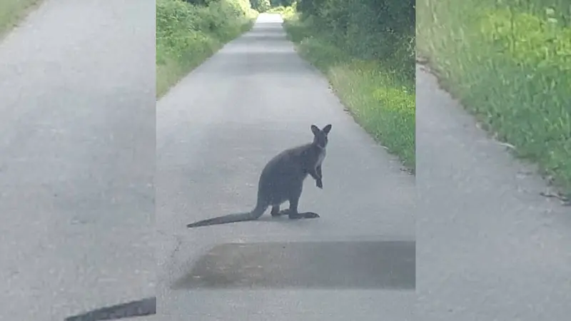 Insolite : à Reffannes dans les Deux-Sèvres un kangourou sauvage apparaît !