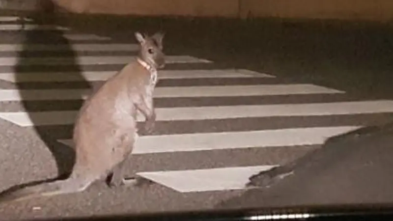 Un kangourou interpellé et menotté par les gendarmes dans les rues de Muret, près de Toulouse