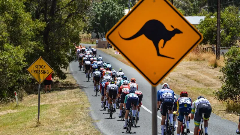 Deux kangourous percutent un peloton de cyclistes en Australie