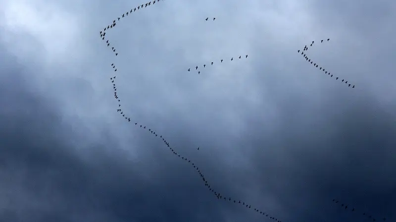 La LPO critique la mise en place d’un radar ornithologique par les chasseurs et la région Grand-Est