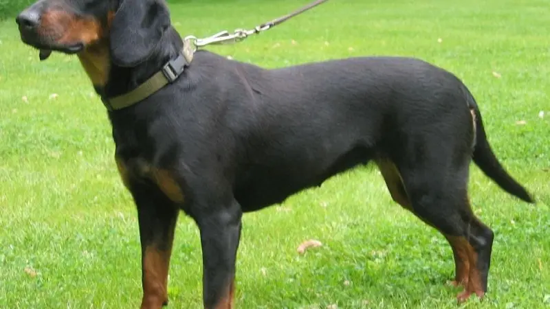 Chien courant Slovaque