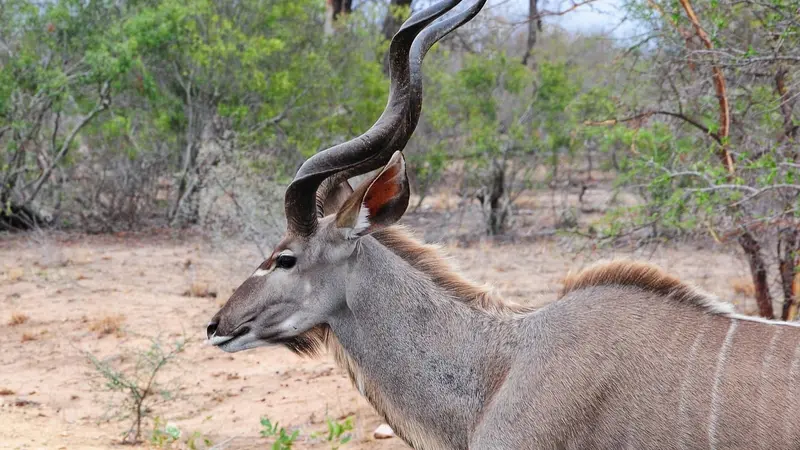 La chasse aux trophées en Afrique menacée par un projet de loi