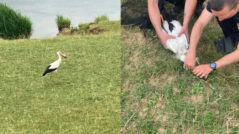 La cigogne avec le bec coincé dans une canette de Coca a été sauvée par des pompiers