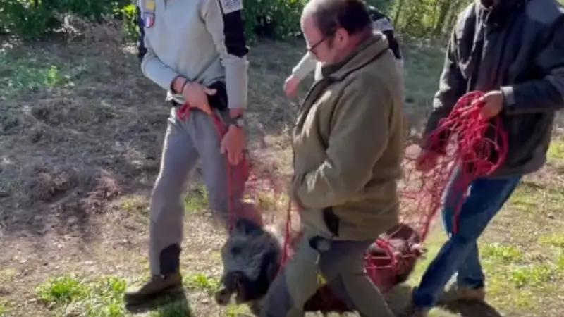 Affaire Woody : le sanglier a été confié à un parc, l’association avait menti au sujet des chasseurs