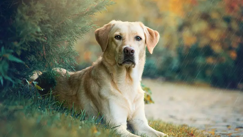 Labrador