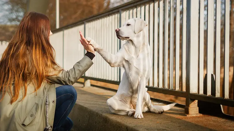 Un chien de chasse pour apaiser les élèves d’un lycée
