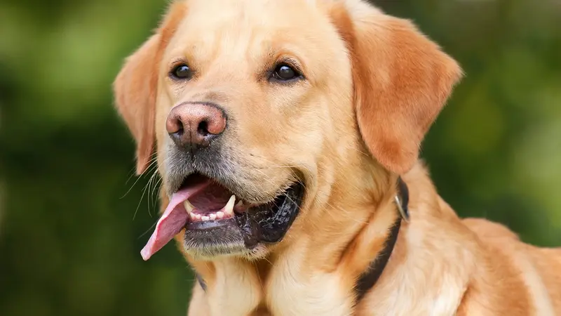 Semaine du chien 2023