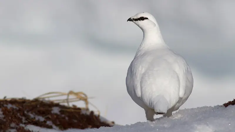 Fermeture de la chasse du grand tétras, du lagopède alpin et de la perdrix grise en Ariège