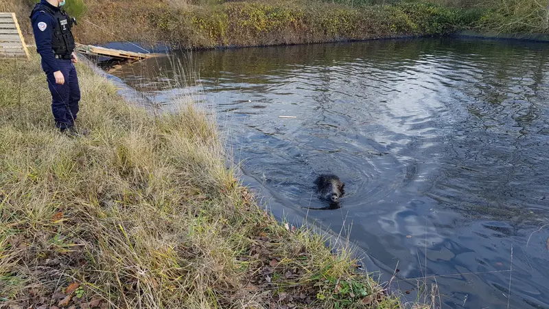 Saône-et-Loire : une laie tombée à l’eau aidée par les autorités et les pompiers