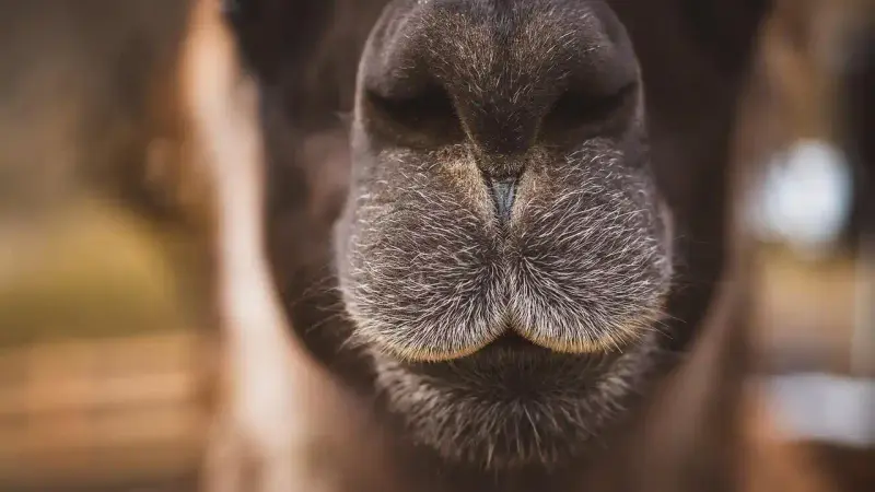 attaque de loup sur un lama
