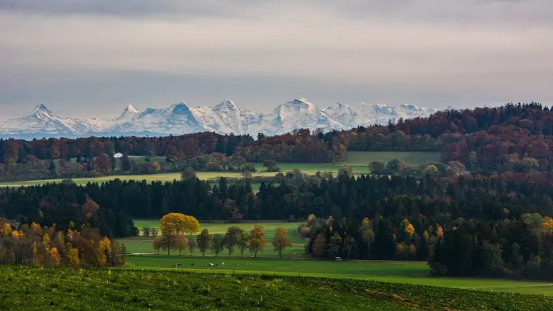 La Suisse contrainte d’augmenter les quotas de prélèvements pour protéger la forêt