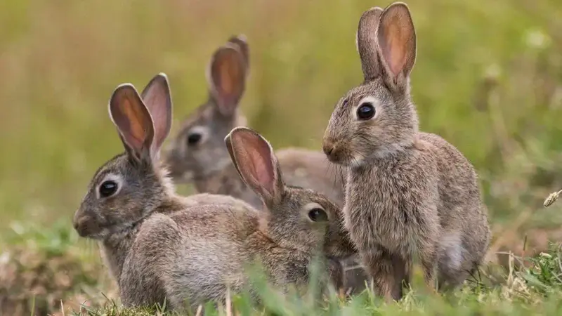 Lapins de garenne