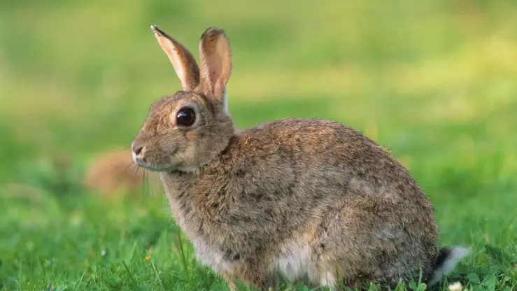 lapin-garenne