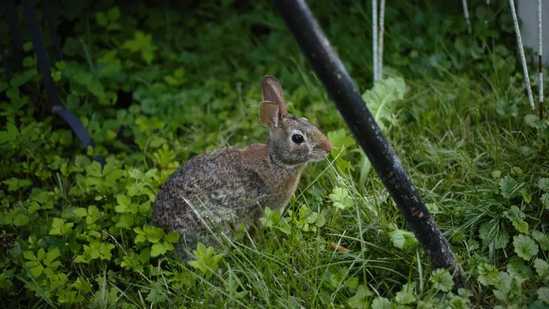 La Ciotat : face à la prolifération des lapins, une nouvelle campagne de capture lancée au Domaine de la Tour