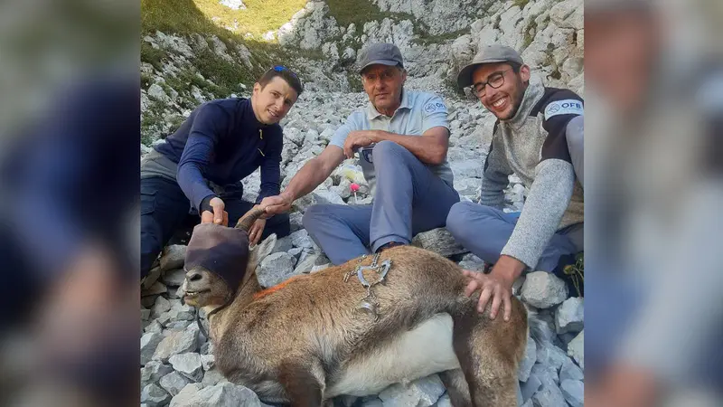 Haute-Savoie : le bouquetin aux crampons d’alpiniste coincés dans la mâchoire a été sauvé