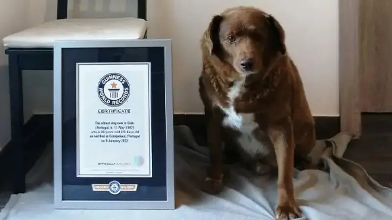le chien le plus vieux du monde est mort