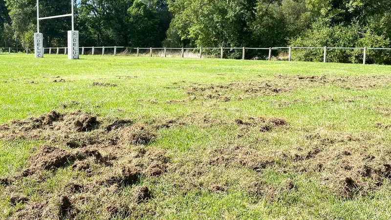 Un terrain de sport a (encore) été ravagé par les sangliers en Dordogne