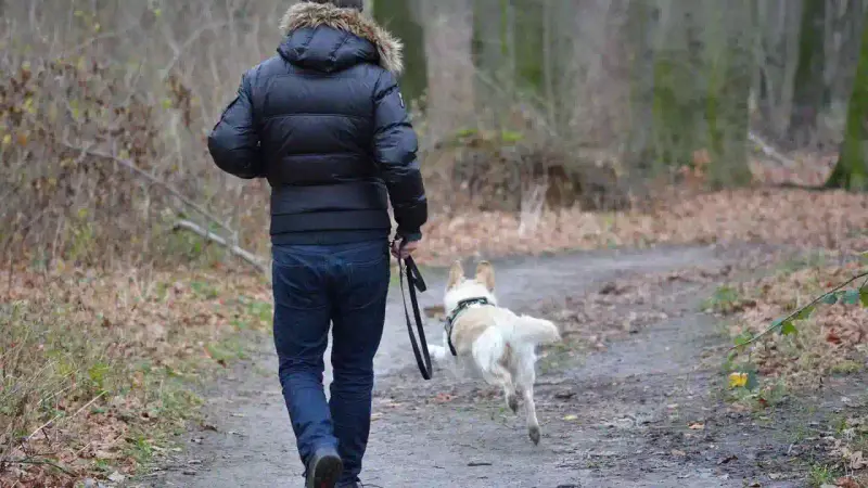 tenir son chien en laisse en forêt