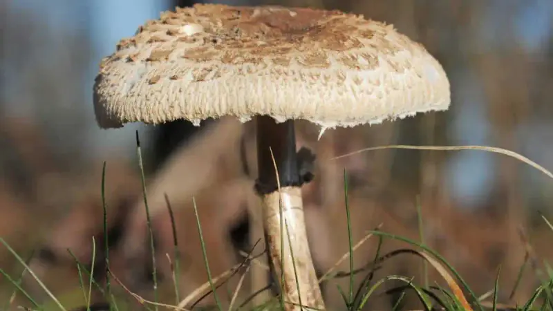 La coulemelle : reconnaitre ce champignon et le cuisiner