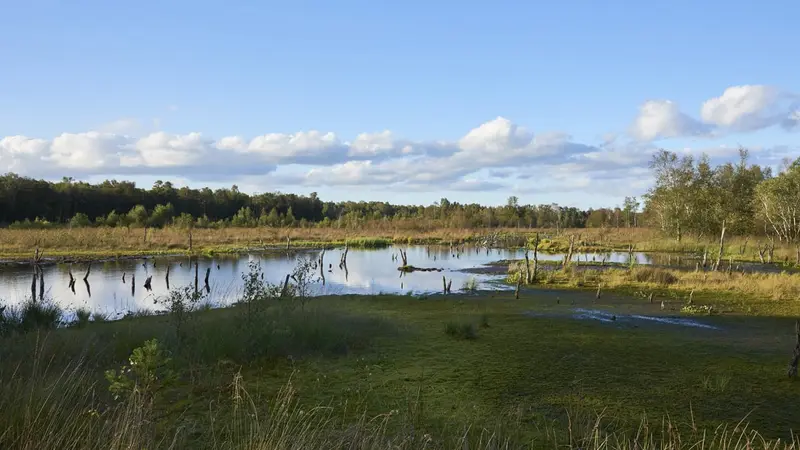 Toutes les chasses du gibier d'eau
