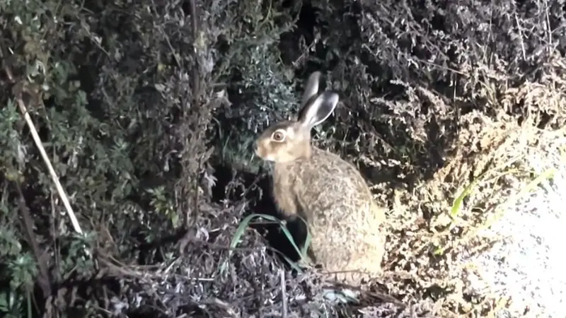 La Fédération des chasseurs de la Somme partage son inquiétude au sujet du lièvre