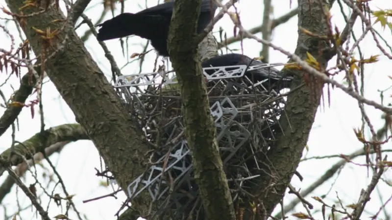 Les corvidés s’adaptent et utilisent des pics anti-pigeon pour concevoir leurs nids