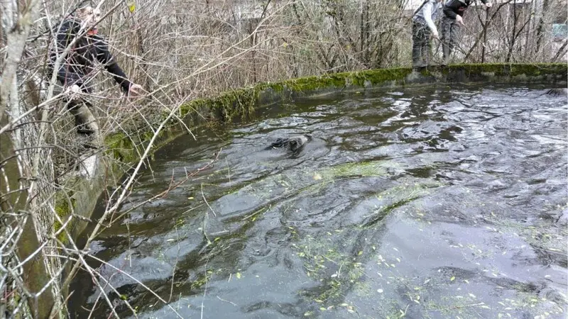 Une chasse interrompue pour sauver des sangliers