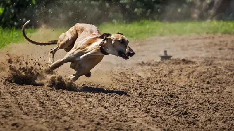 les chiens interdits à la chasse