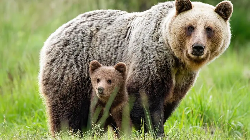 Un plan de 8 millions d’euros pour tripler la population d’ours dans les Pyrénées