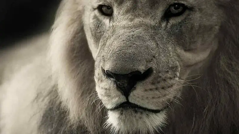 Trophées de chasse Lion