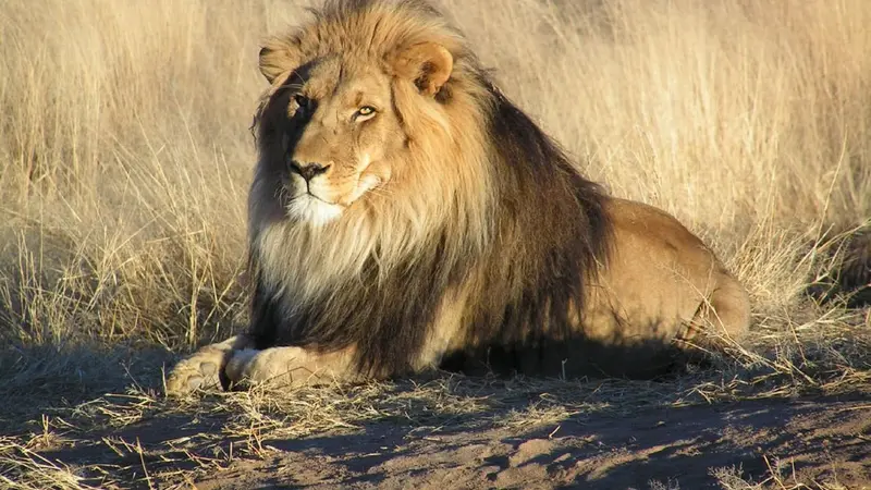 Un braconnier présumé dévoré par des lions
