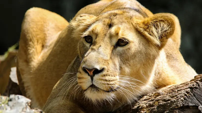 Une lionne en fuite aperçue en train de dévorer un sanglier au sud de Berlin