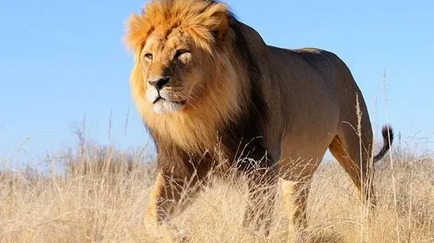 La Zambie réautorise la chasse du lion et léopard