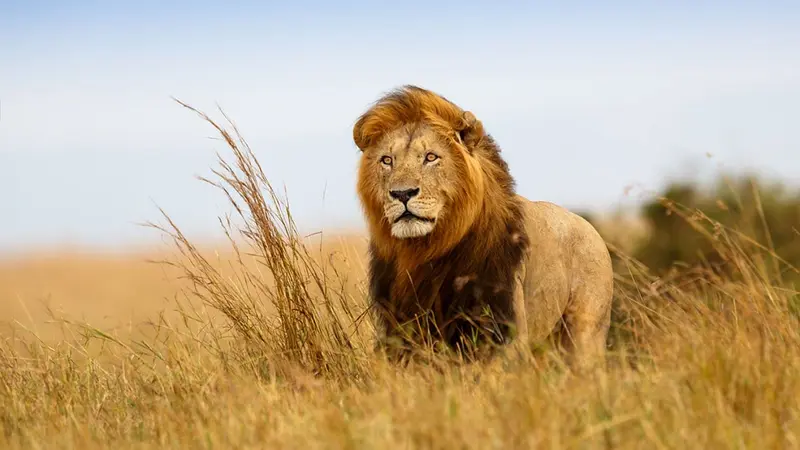 Tanzanie : 3 enfants tués par des lions
