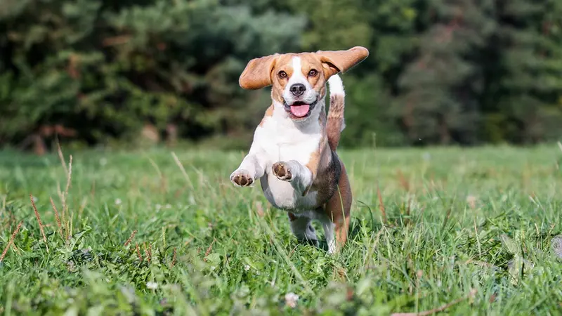 Liste de noms de chien en R pour 2020