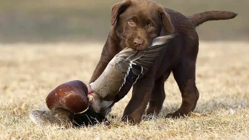Liste prénoms de chien en P