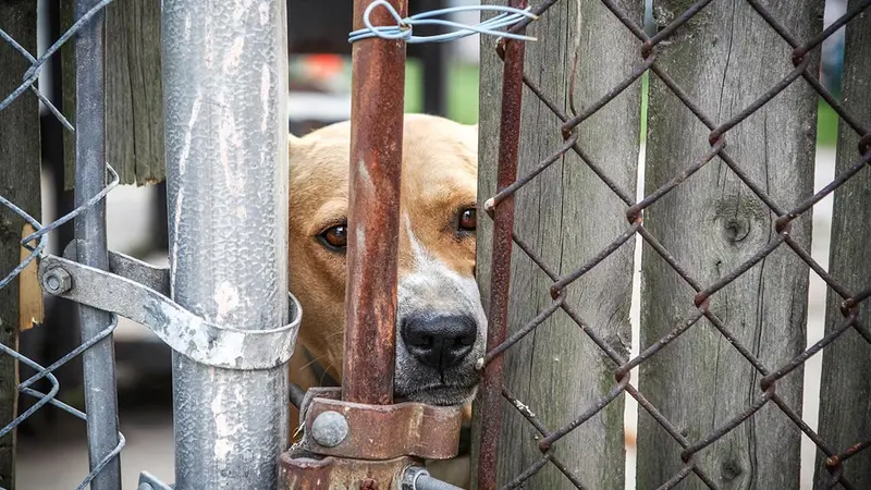 USA : une nouvelle loi (sévère) contre la maltraitance animale